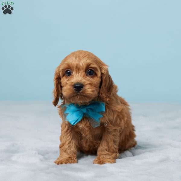 Clyde, Cavapoo Puppy